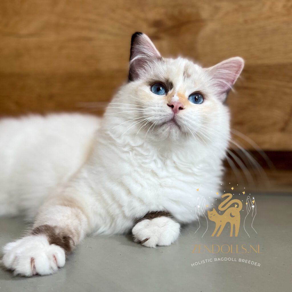 Tortie Ragdoll
Seal tortie Ragdoll
Seal tortie
Tortietude
tortitude