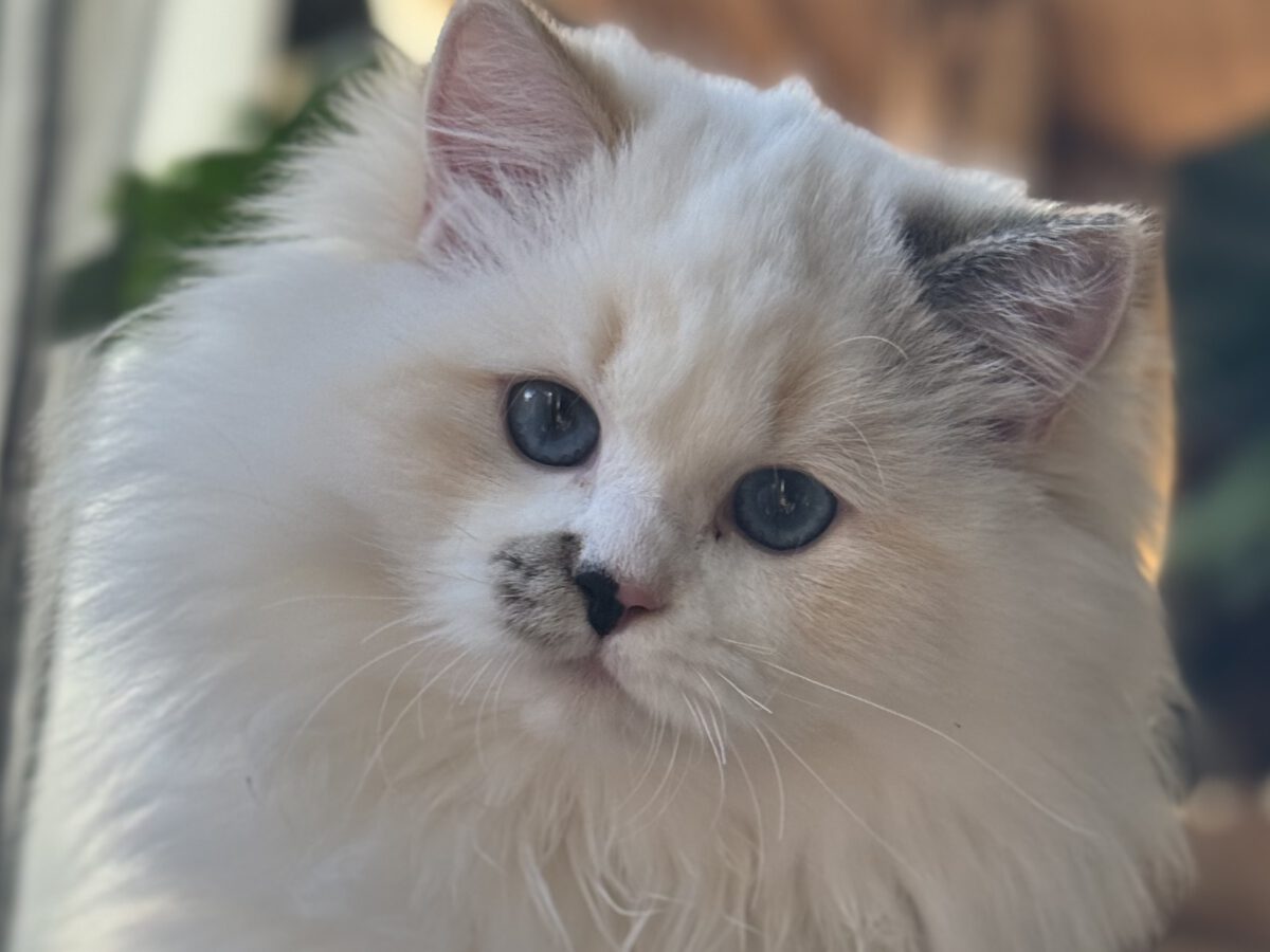 Holistische Ragdoll kitten en Cherubim kitten van ZenDolls, soulmatched en natuurlijk opgegroeid