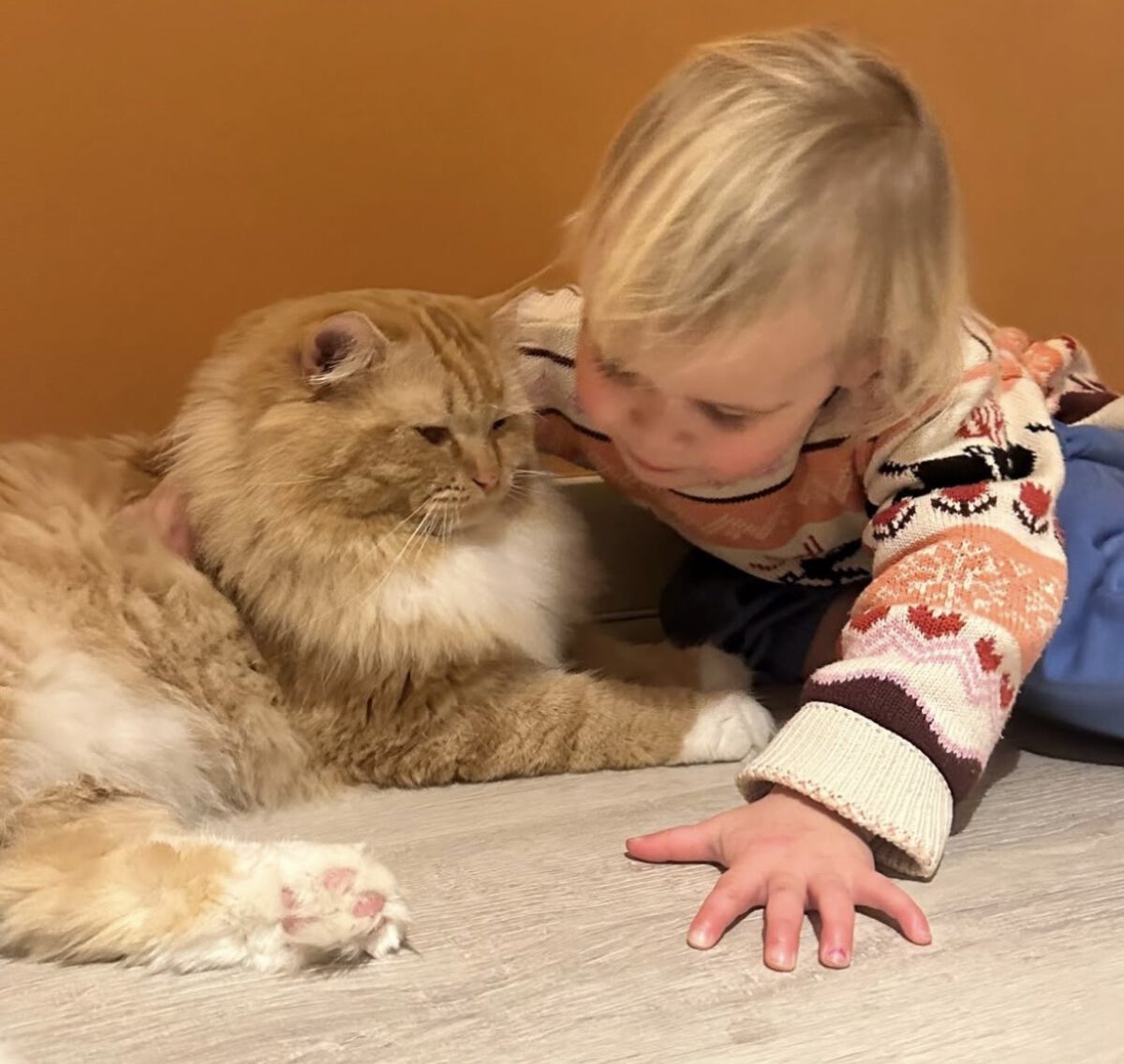 Ragdoll kitten kopen bij een cattery waar veiligheid en rust centraal staan