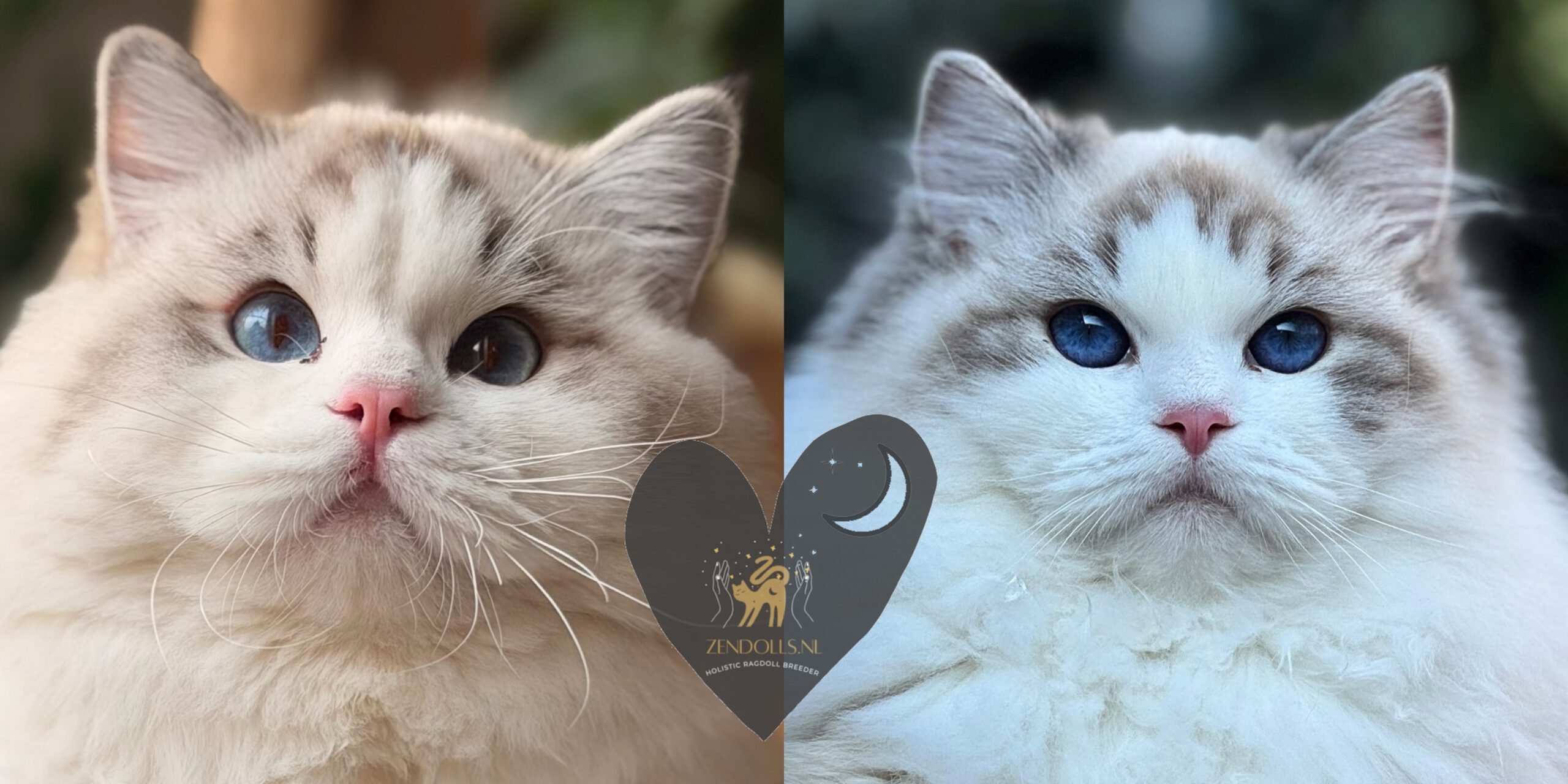 Tabby Ragdoll - ZenDolls cattery holistisch opgevoed