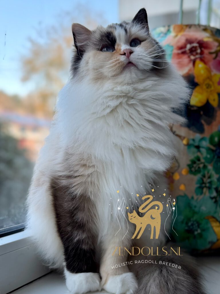 ZenDolls Ava Ragdoll seal point tortie mitted poes