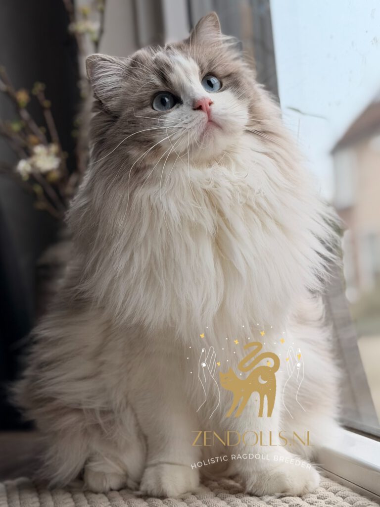 ZenDolls Poppu - Cherubim blue mink tabby bicolor poes