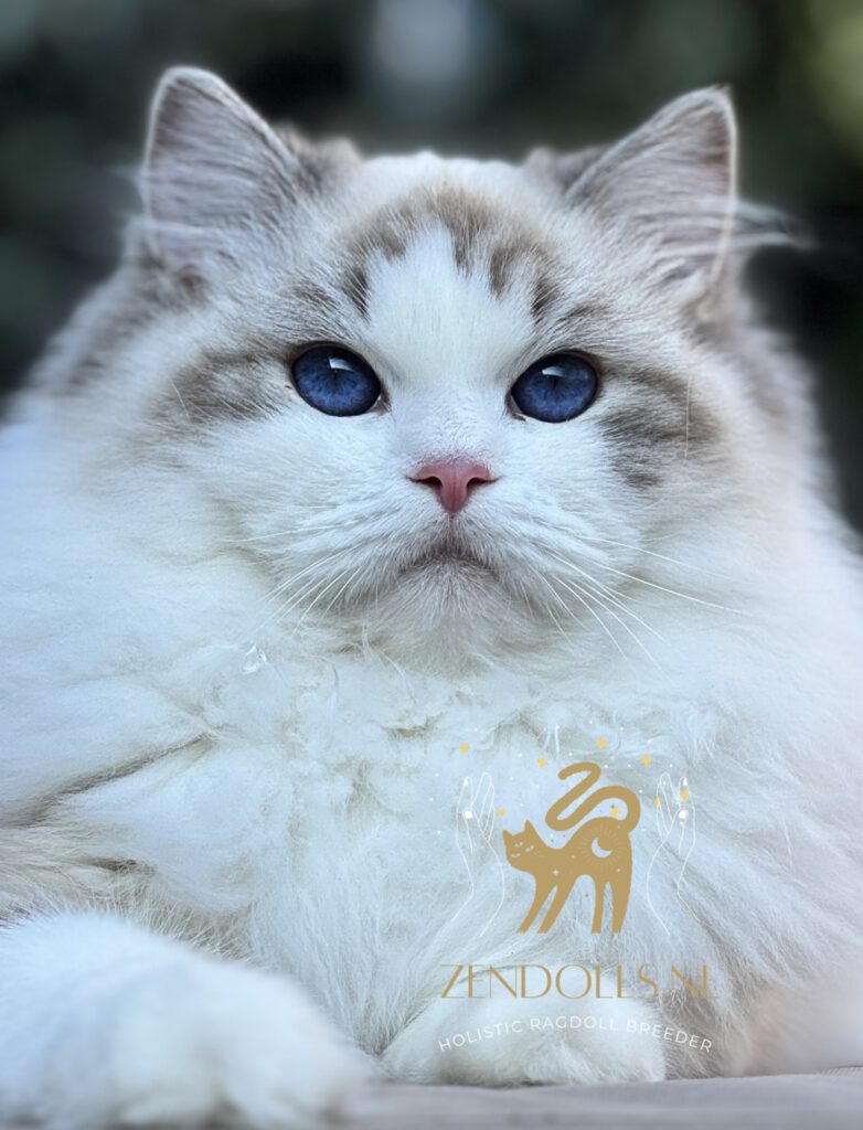 ZenDolls Pure Pearl - Ragdoll seal point tabby bicolor poes