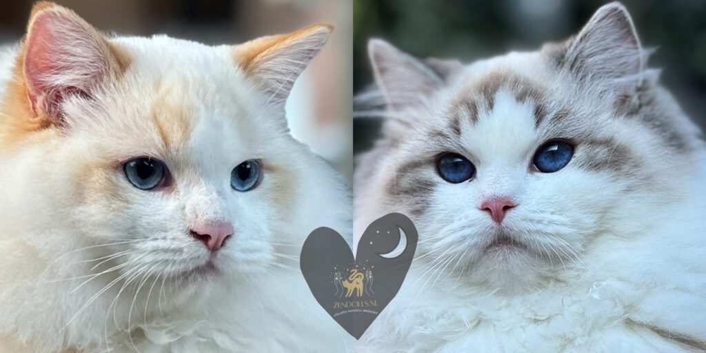 Holistische Ragdoll kitten en Cherubim kitten van ZenDolls, soulmatched en natuurlijk opgegroeid