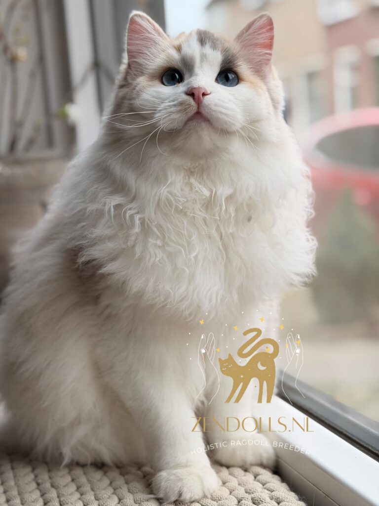 ZenDolls Roux Cherubim blue mink tortie bicolor poes