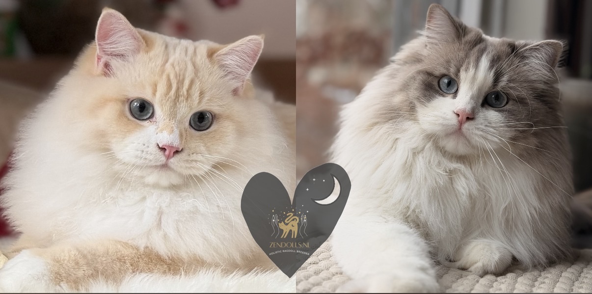 Holistische Ragdoll kitten en Cherubim kitten van ZenDolls, soulmatched en natuurlijk opgegroeid