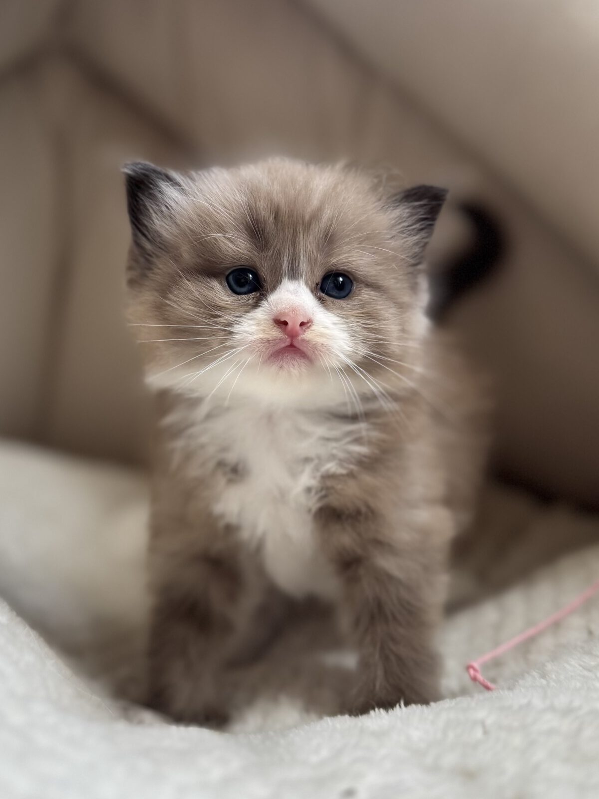 Cherubim (Mink Ragdoll) kitten bij gastgezin in Ter Aar, Zuid-Holland - ZenDolls