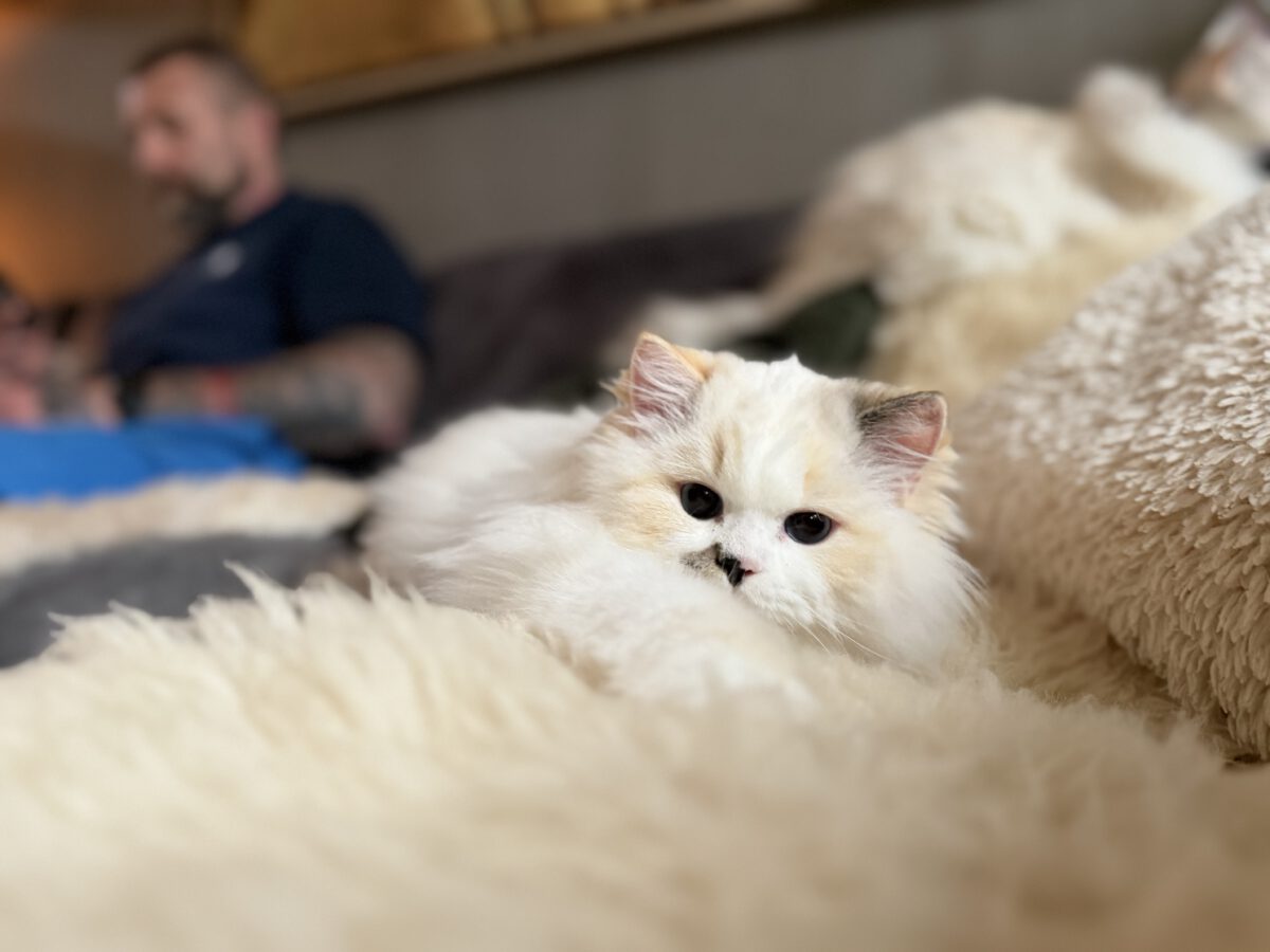 Ragdoll kitten in Nederland - prijs en waarde