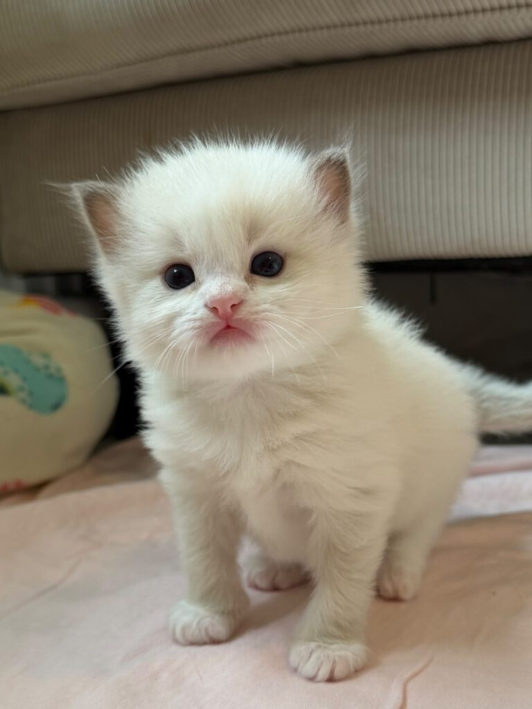 Chocolate sepia mitted Ragdoll kitten van ZenDolls