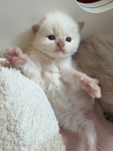 Cinnamon sepia Ragdoll kitten van ZenDolls