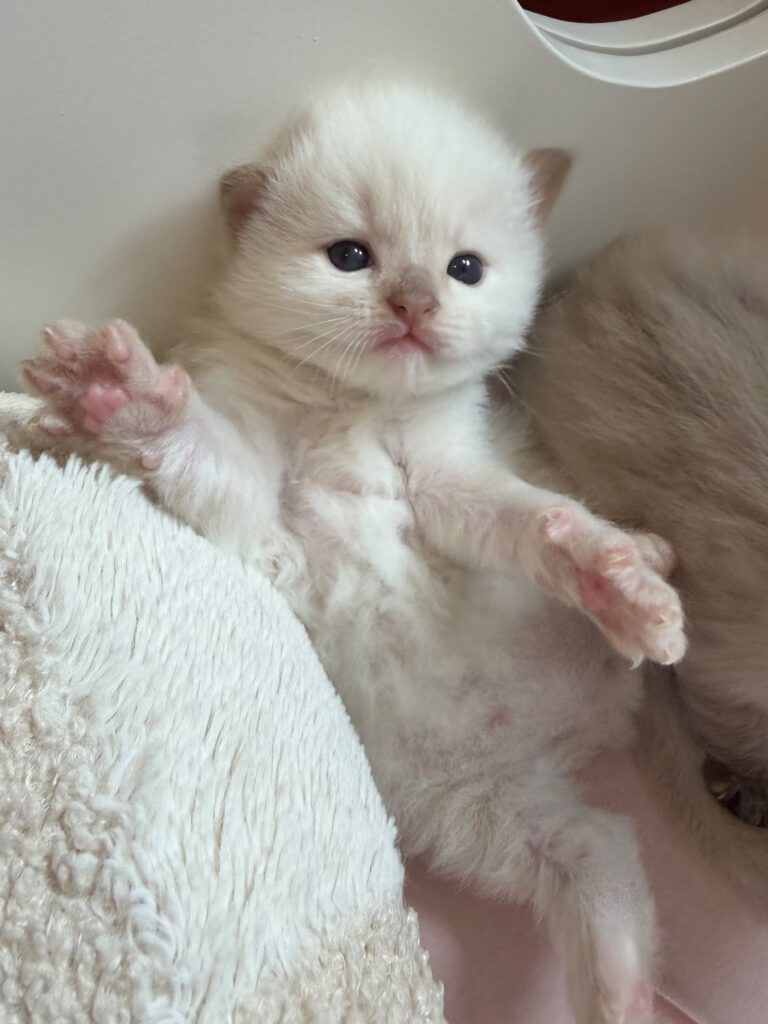 Cinnamon sepia Ragdoll kitten van ZenDolls