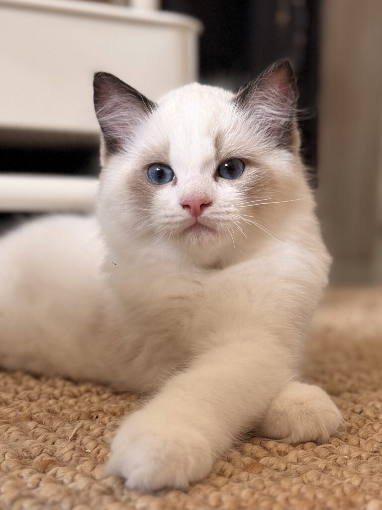 Seal point bicolor Ragdoll kitten Flint van ZenDolls