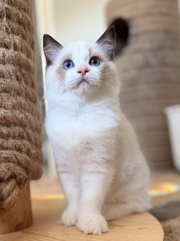 Seal point bicolor Ragdoll kitten Flint van ZenDolls